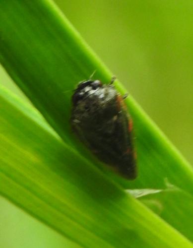 Haematoloma dorsata